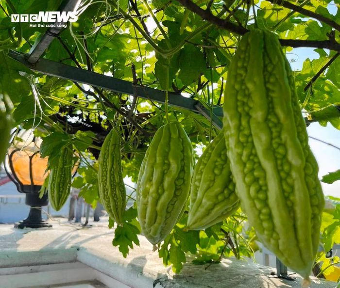 Các loại cây trồng luân phiên