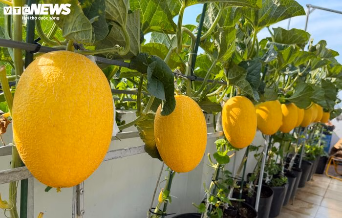 Kiên nhẫn đợi dưa chín tự nhiên giúp tăng độ ngọt và hương vị cho trái.