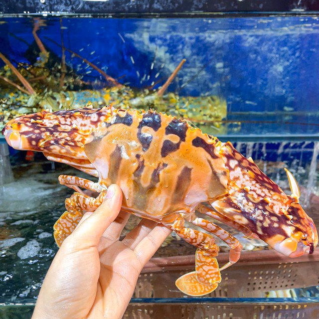 Ghẹ đỏ được ưa chuộng tại các nhà hàng cao cấp nhờ kích thước lớn và màu sắc đẹp mắt.