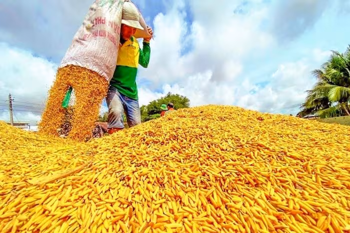 Ngày 6/5: Giá lúa tươi tại Đồng bằng sông Cửu Long tăng, gạo ổn định