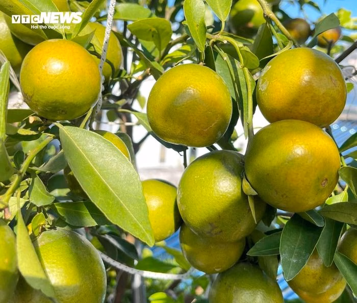 Nhờ chiến lược trồng luân phiên, khu vườn của chị Nhung luôn có trái chín quanh năm.