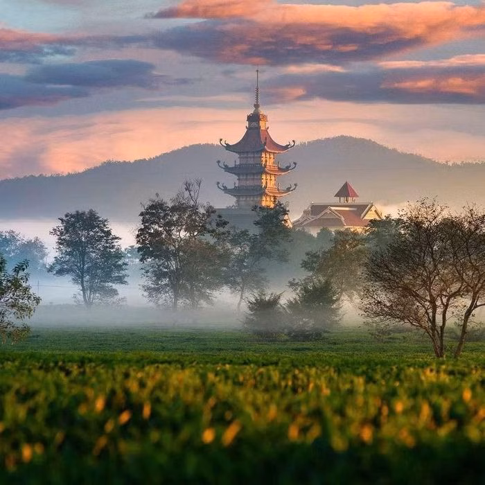 Vẻ đẹp của vườn chè khu vực chùa Bửu Minh. Ảnh: Hùng Nguyễn